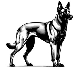Hand drawn Malinois in full-body, vector sketch isolated on white background, SVG vector