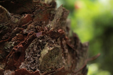 Close up photography of plants and flowers