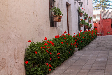 Arequipa, Peru Santa Catalina monastery of Dominican nuns. Famous monastery tourist attraction Arequipa city center, South America, Peru. Vibrant colors of Spanish colonial architecture