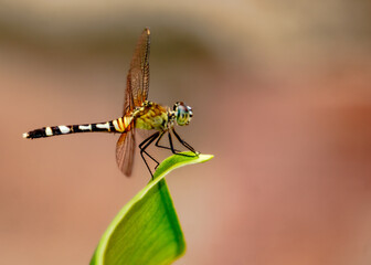 dragonfly on a leaf