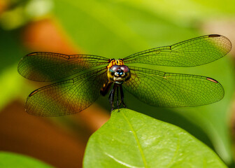dragonfly on a leaf