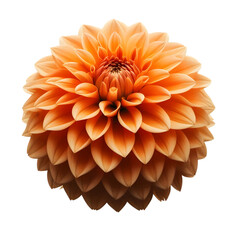 orange dahlia flower isolated
