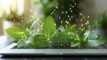 Plants on laptop, connection grid