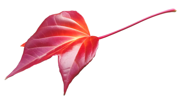 Isolated Red Leaf Illustration On Transparent Background With Veins And Stem Detail