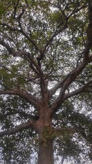 Low-angle view of a large tree with thick, sprawling branches and dense green foliage silhouetted against a cloudy sky, capturing the strength and majesty of nature.