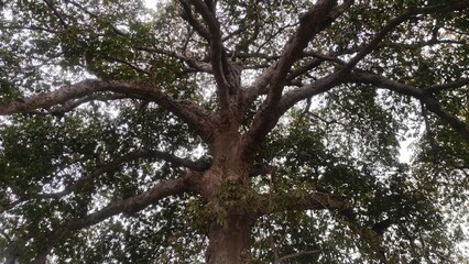 Low-angle view of a large tree with thick, sprawling branches and dense green foliage silhouetted...