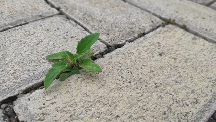 A small green plant grows from the narrow gaps between concrete paving blocks, symbolizing resilience and nature's persistence in an urban environment.