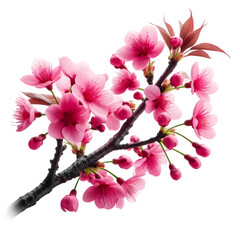 pink cherry blossom isolated on transparent background