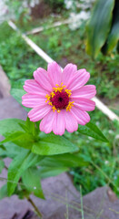 Obraz premium Beautiful zinnia anggun flower in the garden