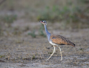 White-bellied Bustard strides gracefully across arid ground near vegetation