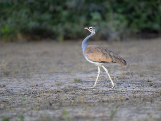 White-bellied Bustard strides gracefully across arid ground near vegetation