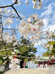 Japanese cherry blossom 
