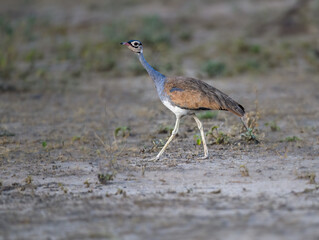 White-bellied Bustard strides gracefully across arid ground near vegetation