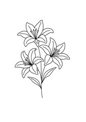 lilies vector illustration