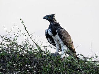 Martial Eagle with spotted legs guards its prey atop a dense shrub