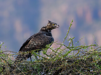 Martial Eagle perched on top a thorny bush against blur background