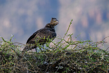 Martial Eagle perched on top a thorny bush against blur background