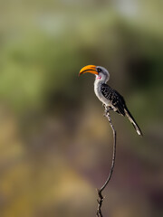 Eastern Yellow-billed Hornbill perched on stick against blur background