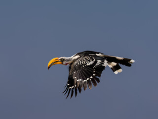 Eastern Yellow-billed Hornbill in flight against a blue sky