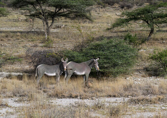 Two Grevy’s Zebras stand beside a bush in a semi-arid savanna
