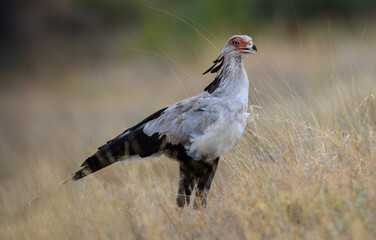 Close view of a Secretarybird standing proudly among dry grass
