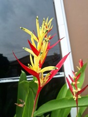 Heliconia flower in house garden. Heliconia is a tropical flower with showy, colorful bracts that...