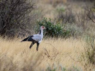 Secretarybird walking through tall golden grass in the African savanna