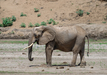 African Elephant covered in dust standing on a dry riverbed