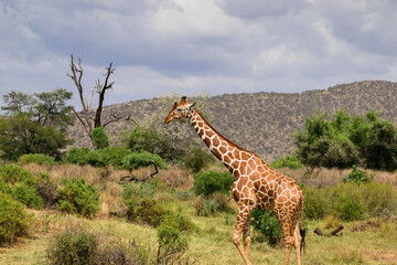 Reticulated Giraffe standing tall and facing the camera against a scenic backdrop