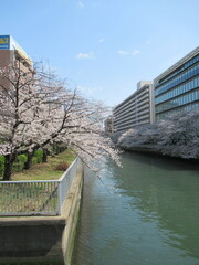 Japanese cherry blossom 