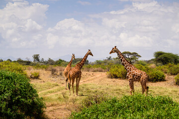 Three Reticulated Giraffes moving through an open savannah landscape