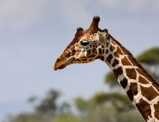 A close-up of a Reticulated Giraffe’s head and neck against a soft sky