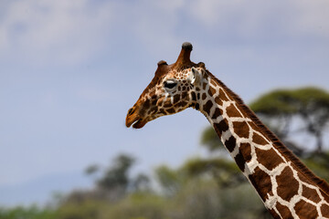 A close-up of a Reticulated Giraffe’s head and neck against a soft sky