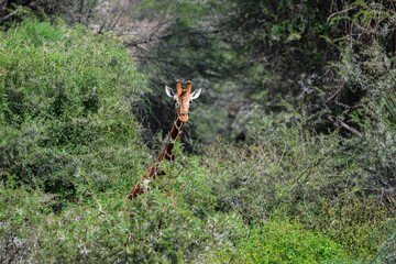 Reticulated Giraffe partially hidden among dense green bushes