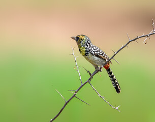 Red-and-yellow Barbet perched on a thorny branch against a soft green and tan background