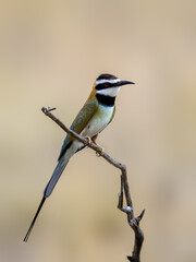 White-throated Bee-eater perched on a dry branch against a soft background