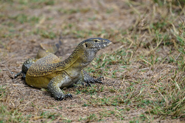 Nile Monitor resting on dry grass, showcasing its powerful body and speckled scales