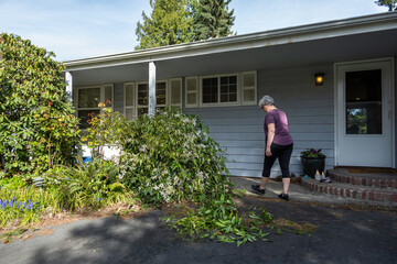 Mature woman pruning overgrown evergreen clematis plant vines, spring home gardening chores
