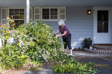 Mature woman pruning overgrown evergreen clematis plant vines, spring home gardening chores
