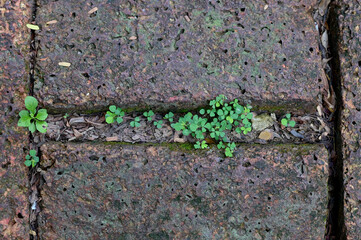 Top Views of Green Tree ivy on the ground with natural background in garden at Thailand.