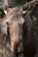 Fototapeta premium An adult moose (Alces alces) in Alaska's boreal forest.