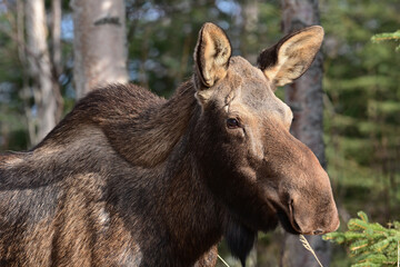 An adult moose (Alces alces) in Alaska's boreal forest.