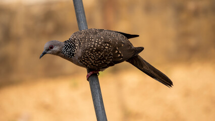 Top view of Kopou bird also known as Common Emerald Dove or Asian Emerald Dove 3