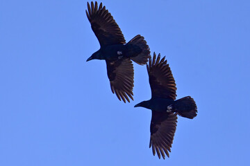 A pair of Common Ravens (Corvus corax) soar through a clear blue Alaska sky.