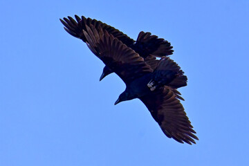 A pair of Common Ravens (Corvus corax) soar through a clear blue Alaska sky.