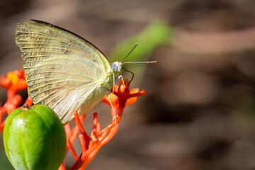 butterfly on a flower