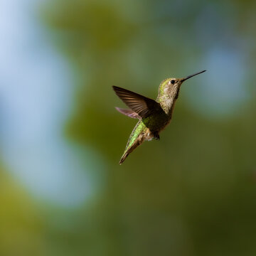 Fanciful fluttering winged tiny emerald green-hued hummingbird with background of muddled shades of greens and blues in late afternoon sun.