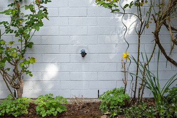 New growth in spring garden in front of house, faucet spigot on painted brick wall

