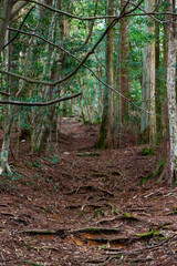 Fototapeta premium うっそうとした登山道 Dense mountain trail