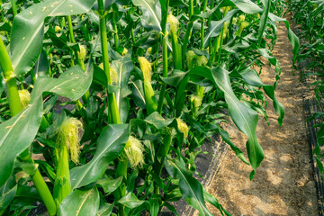 Obraz premium 青々としたトウモロコシ畑 Lush corn field